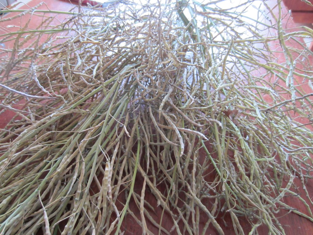 pods of a dried broccoli
