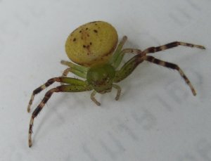green spider yellow abdomen