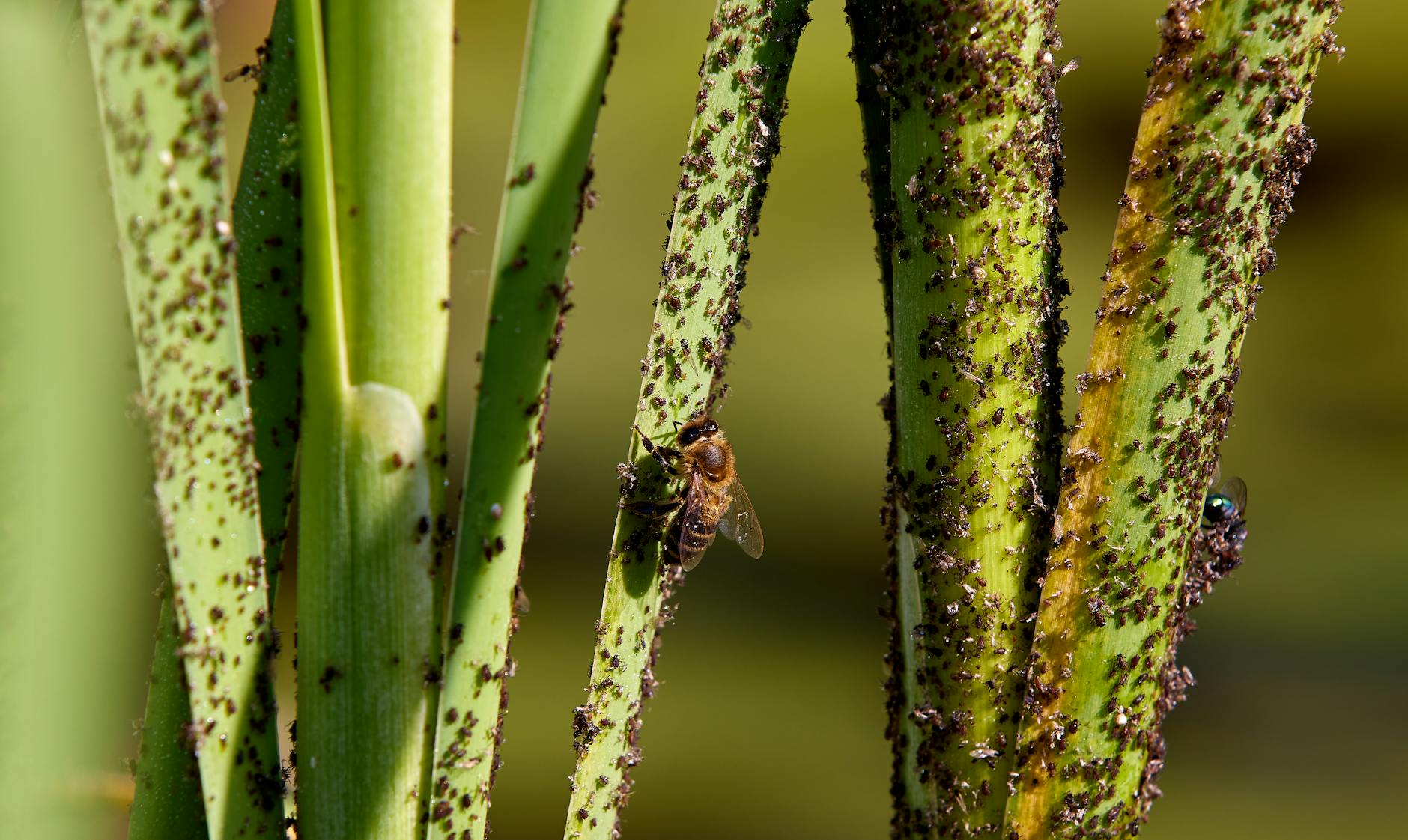 Insects and pests on an infested green plant