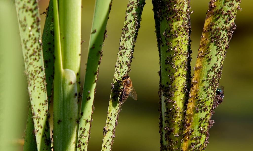 Natural Aphid Control in Your Garden: A Visual&nbsp;Guide