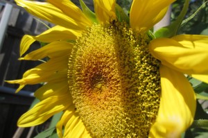 sunflower in bloom