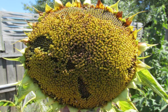 sunflower spent and old