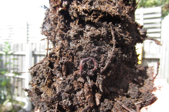 worm in leafmold