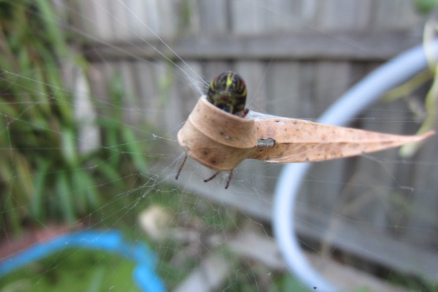 Big Spider, Small House