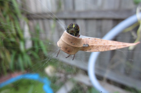 leaf house too small for large spider