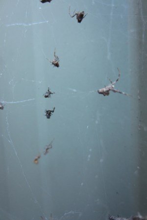 little spiders behind water barrel