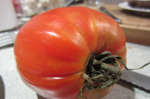 tomato fertilized with coffee grounds