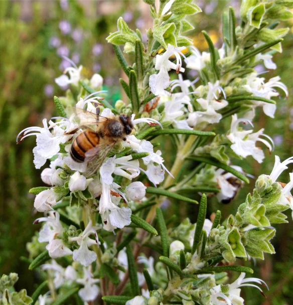 bees love rosemary