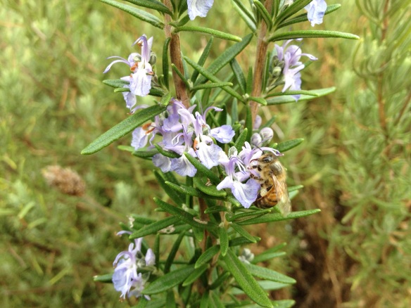 rosemary in flower attracts bee