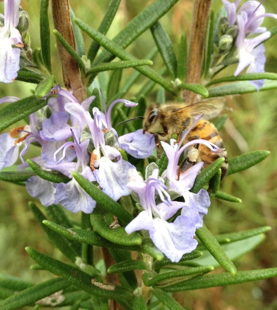 bee walking on blue flowers