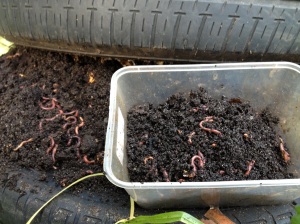 vermicast compost worms