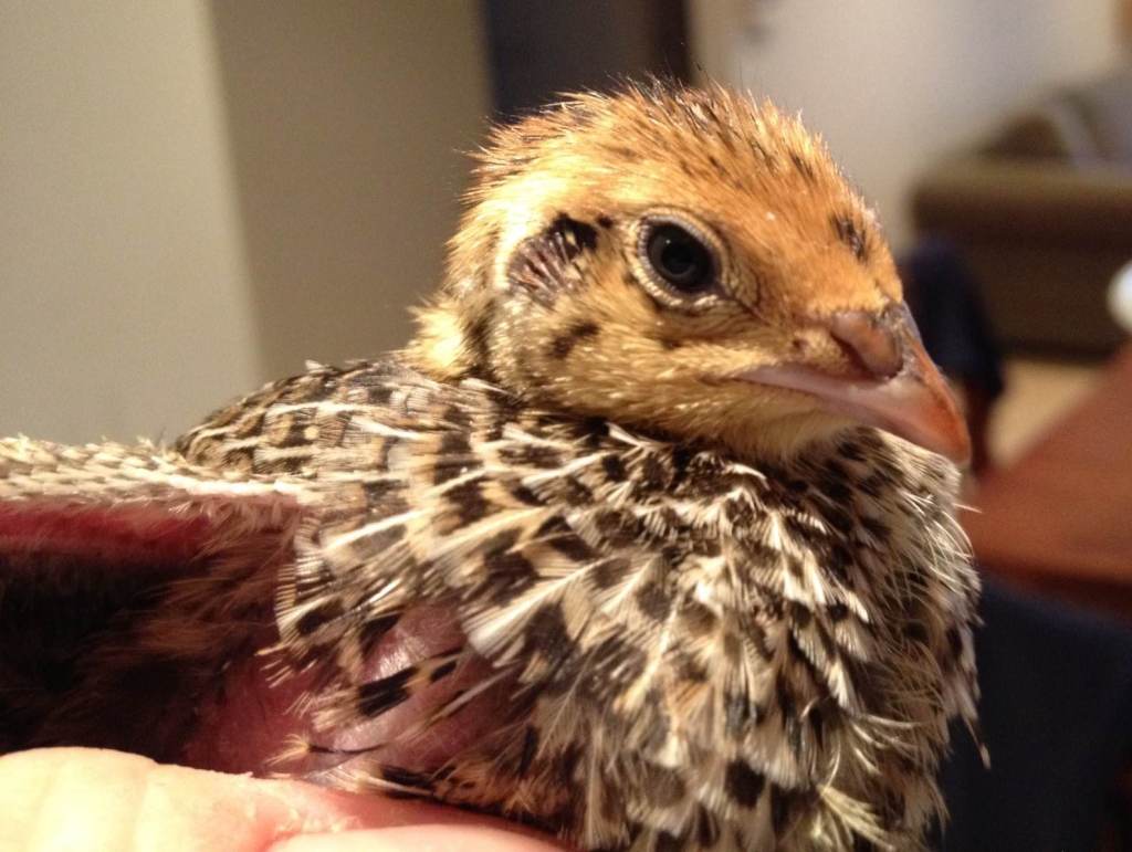 Japanese quail newly hatched