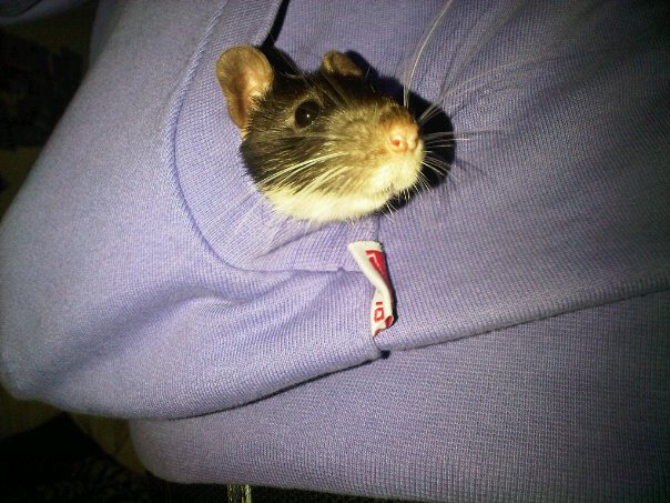 Coffee Grounds: Natural Rodent&nbsp;Repellent?