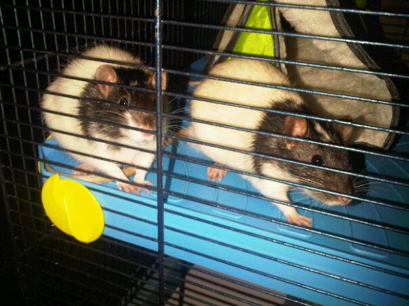 rats in a cage