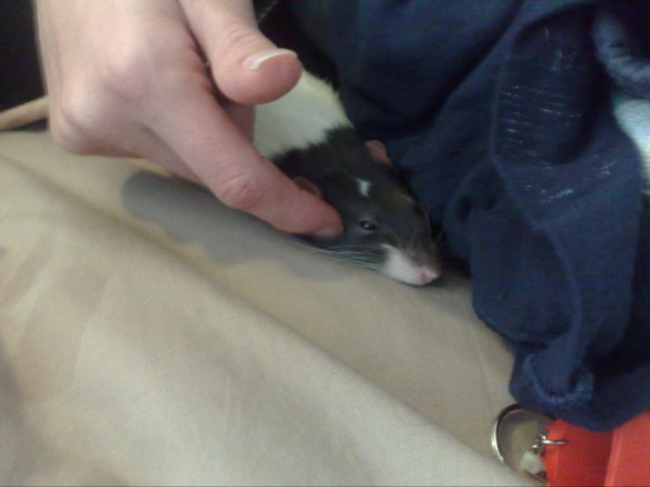 a rat being rubbed