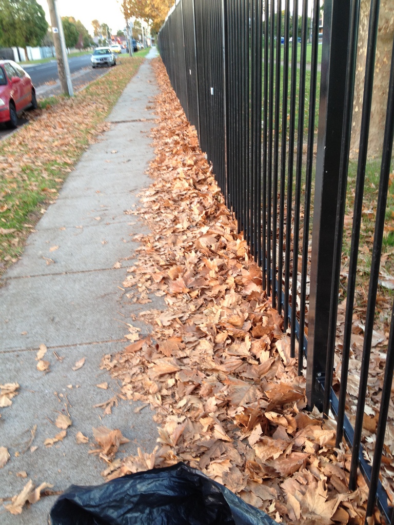 Autumn Leaves – Summer Soil