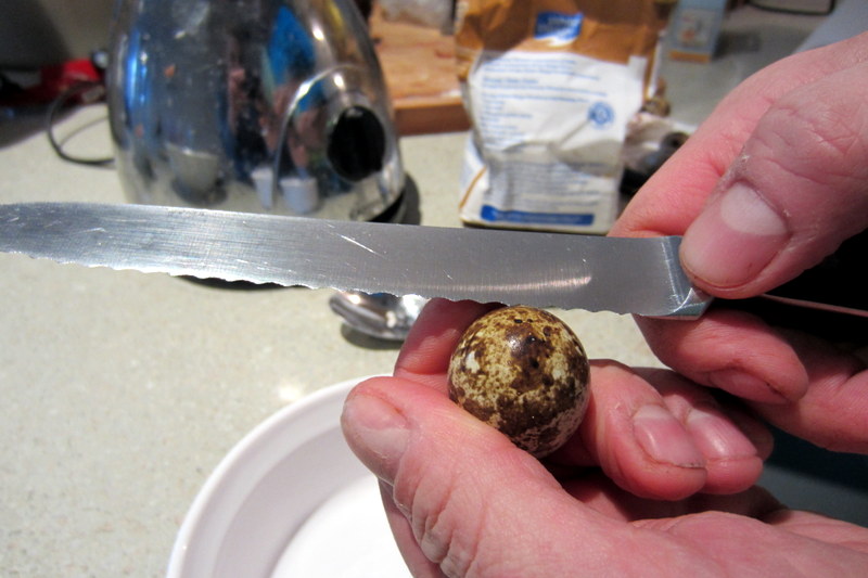 quail-egg-crack opening a Japanese quail egg