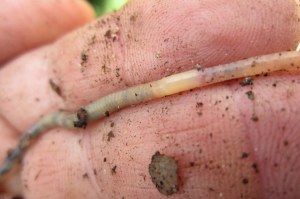 a clear worm crawling