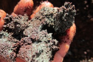 see mold within the coffee