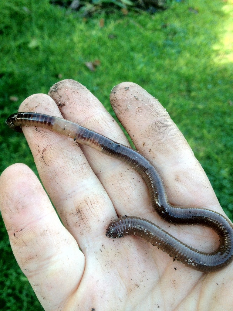 Cedrick The Great&nbsp;Worm