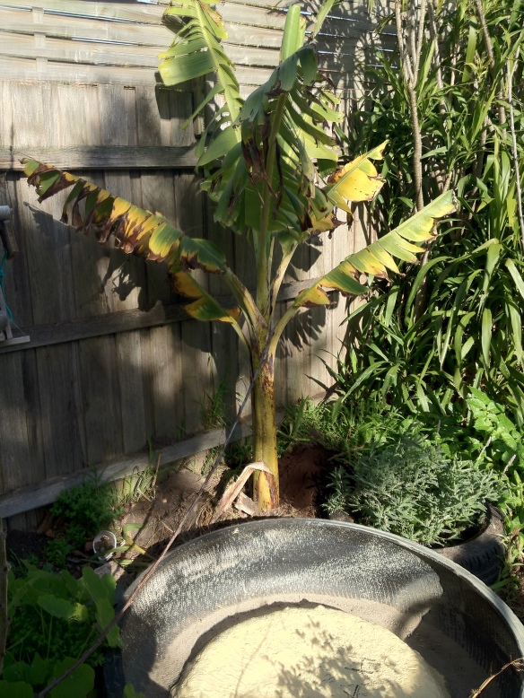goldfinger banana growing melbourne