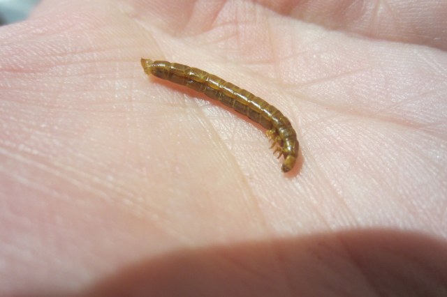 a mealworm ready to eat