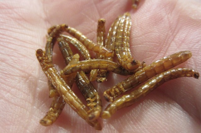 mealworms have been cooked and ready to eat