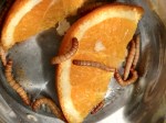 getting mealworms ready for consumption