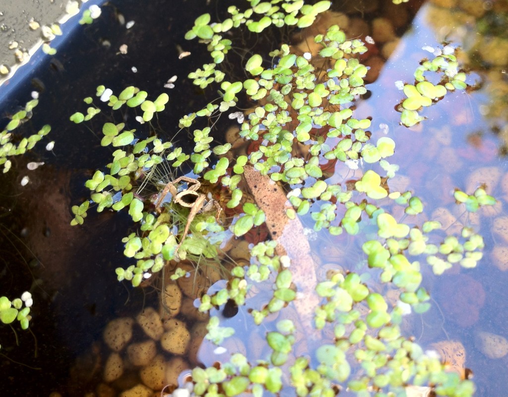 Water Spider Hunting&nbsp;Mosquito