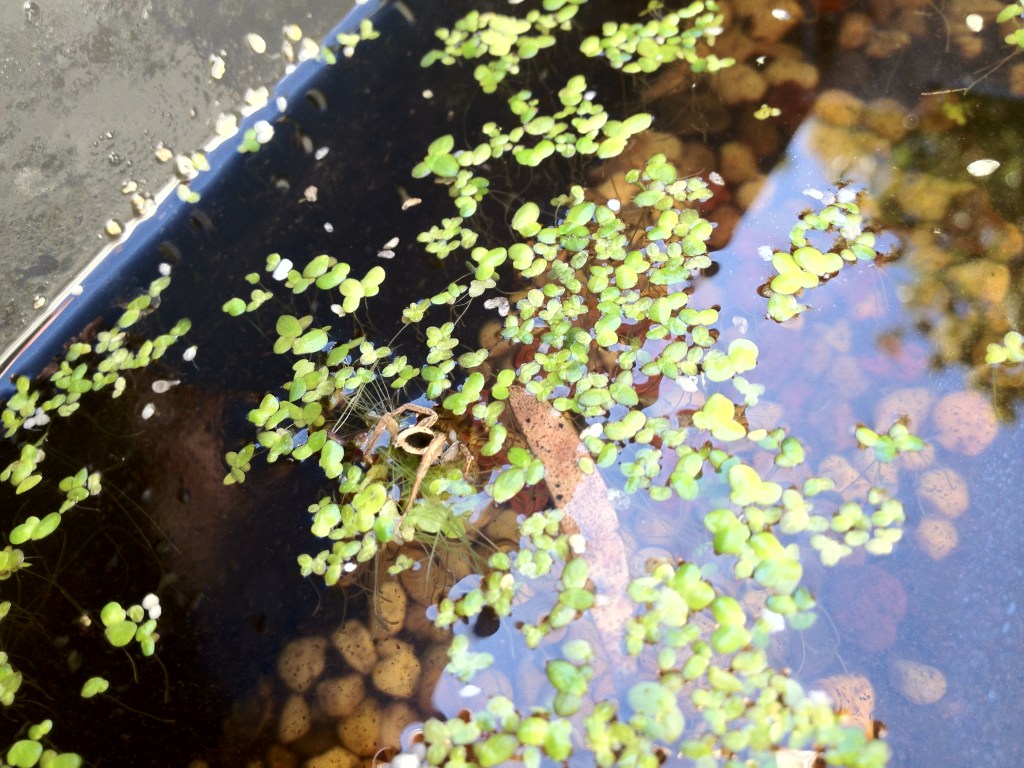 this water spider has made a home here