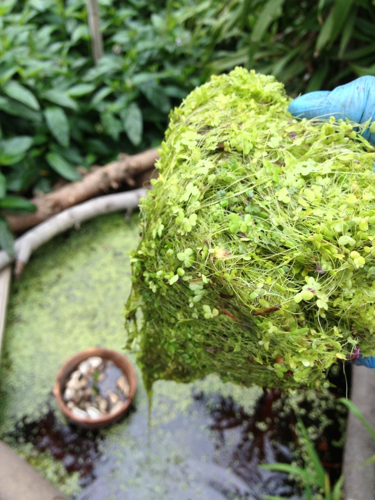 duckweed and azola in pond
