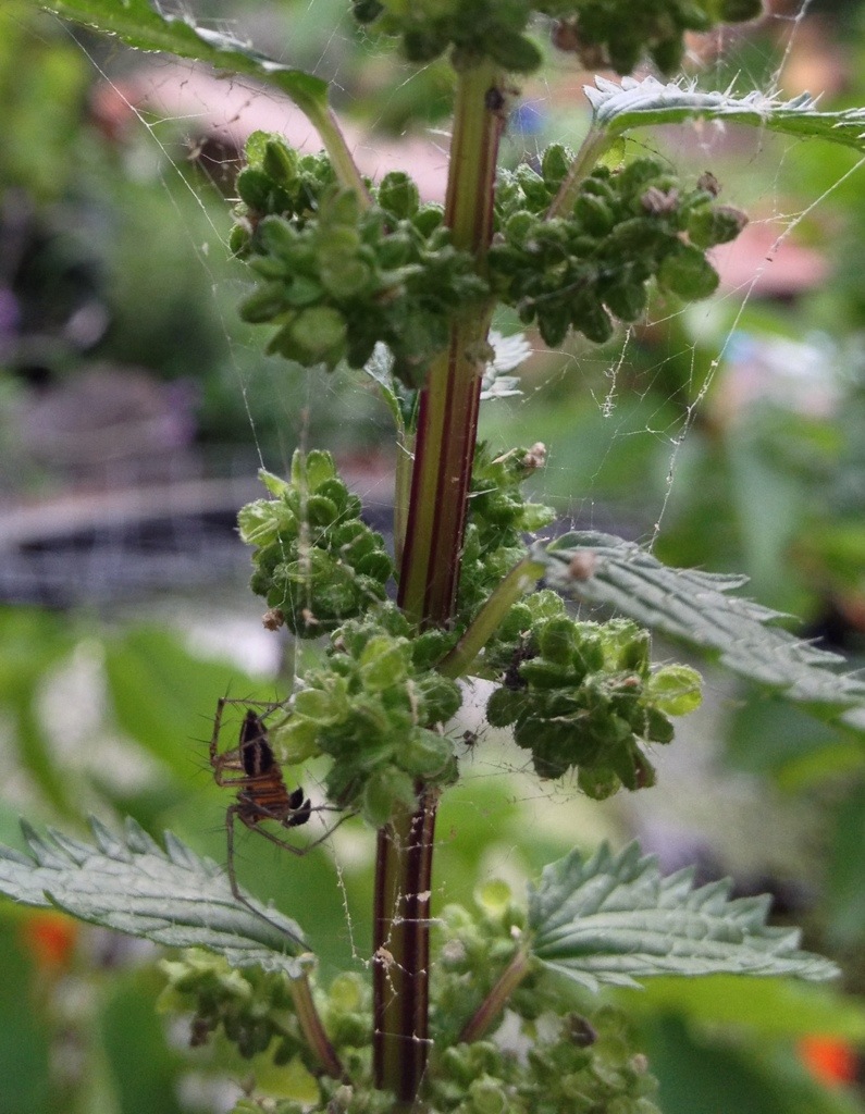spider stinging nettle