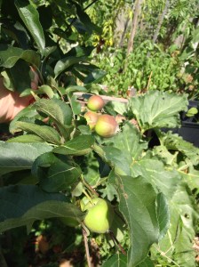 home grown gala apples