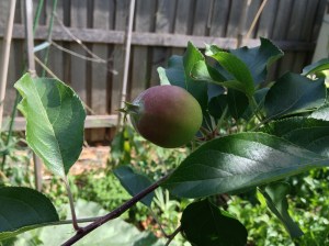 homegrown gala apple