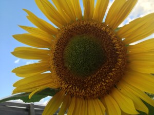 closeup of a sunflower
