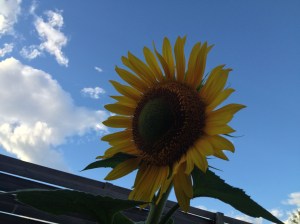 sunflower as sun goes down