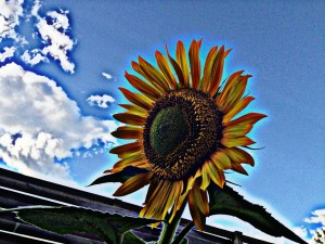 old style sunflower