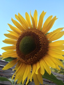 summer sunflower