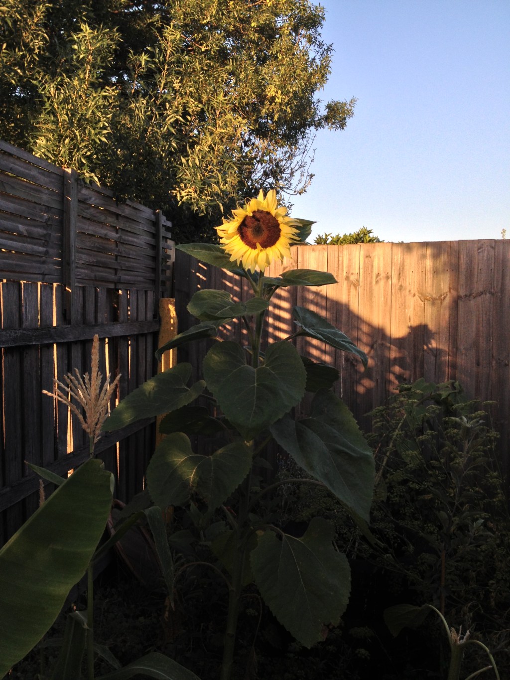 sunflower when sun rises