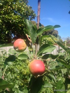 gala apples