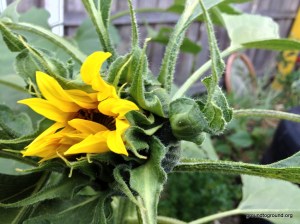A sunflower head about to open