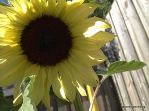a large open sunflower