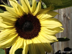 sunflower ready for sun