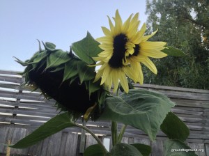 a sunflower with multiple heads