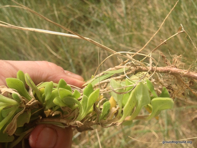 New Zealand Spinach growing at the beach