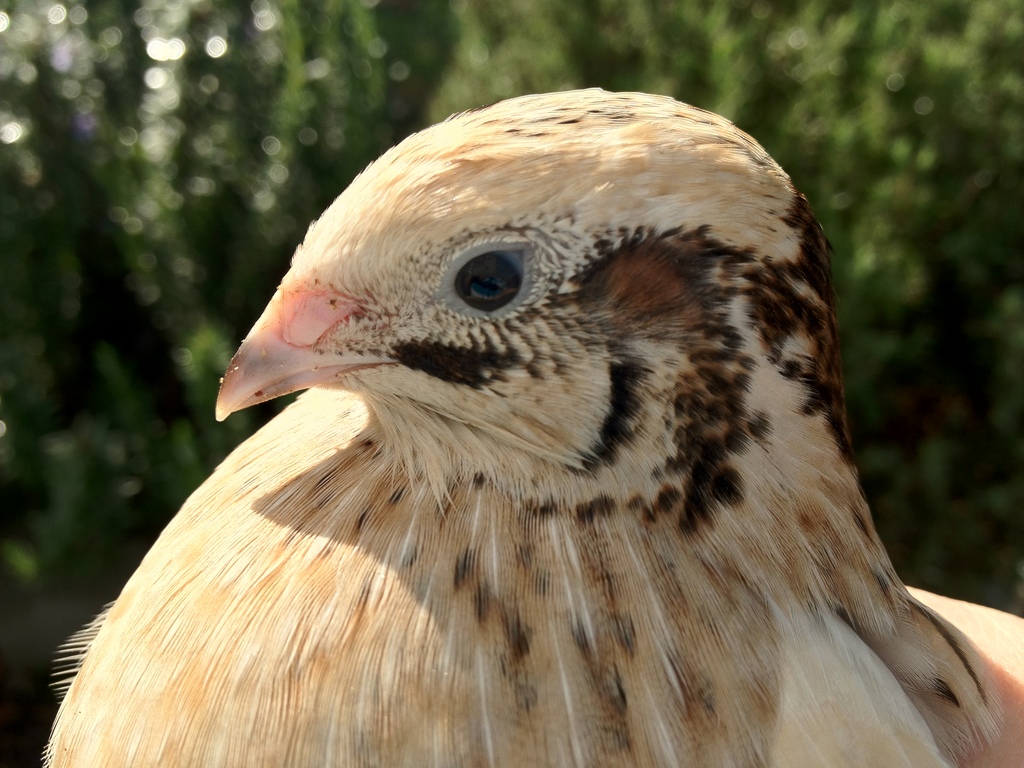 Courtnix Quail Photos – Summer&nbsp;Edition