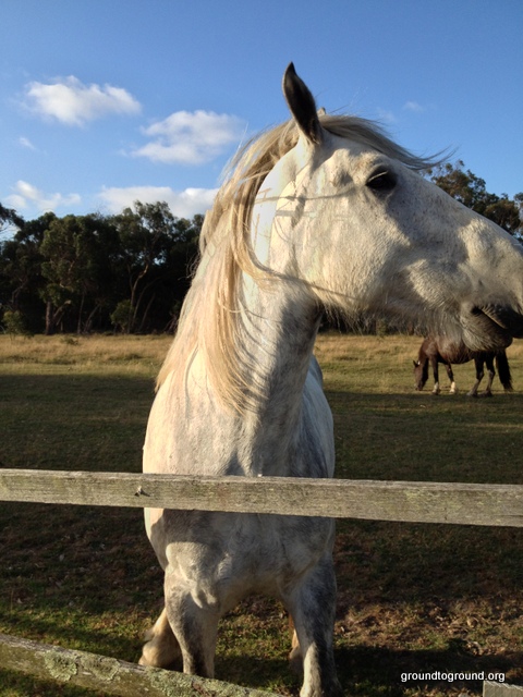 Phillip Island –&nbsp;Horses