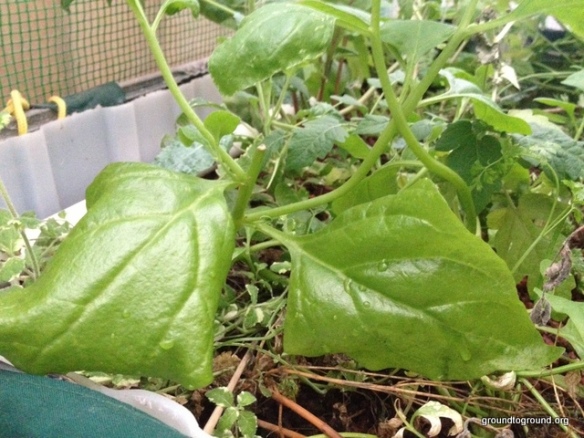 growing NZ spinach aquaponics