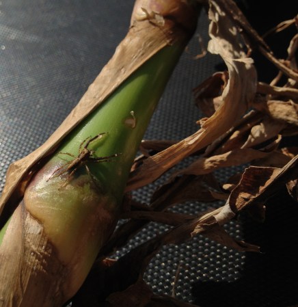 Spider On Arrowroot