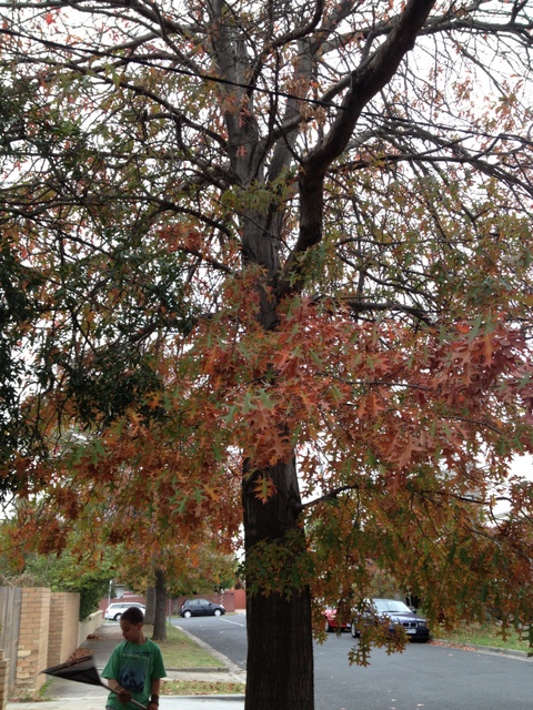 maple tree leaves dropping